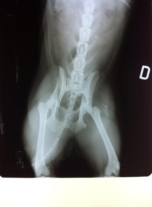 Cane Con Frattura Del Bacino Inserite Lastre Sul Ponte Il Veterinario Risponde