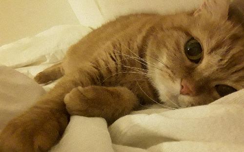 Stomatite E Gastrite Causata Da Irc Gatto