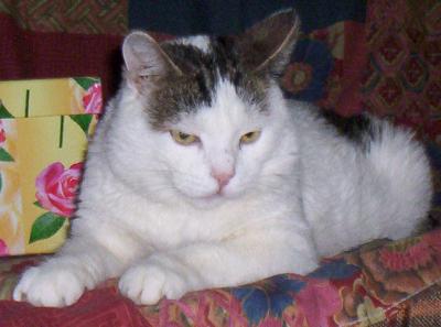 Help Insufficienza Renale Cronica Gatto