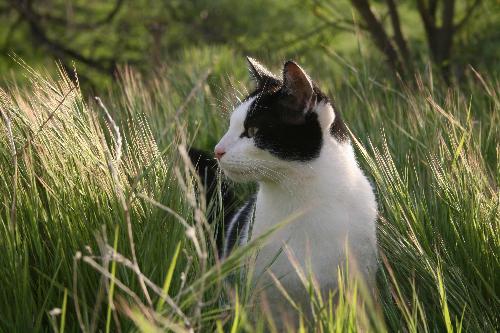 Zecca Sul Collo Gatto