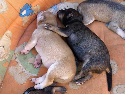 Cercasi Cucciolo Taglia Piccola Adozioni