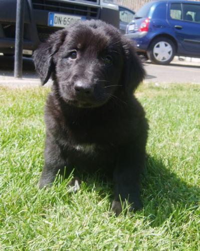 Cercasi Cucciolo Taglia Piccola Adozioni