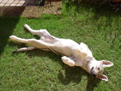 Conoscete Il Cane Lupo Di Saarloos Cani Di Razza
