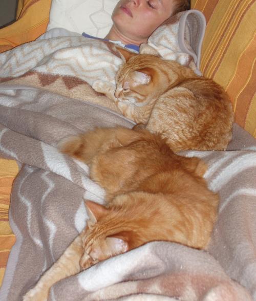 Caccole Agli Occhi Gatto