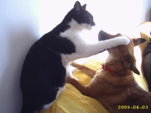 Perchè I Gatti Prima Leccano E Poi Mordono