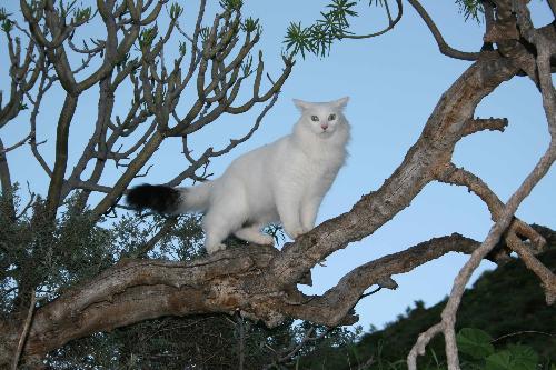 Zecca Sul Collo Gatto