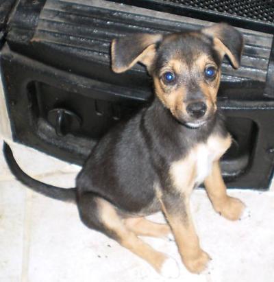 Cerco Cucciolo Taglia Piccola Varese O Milano Adozioni