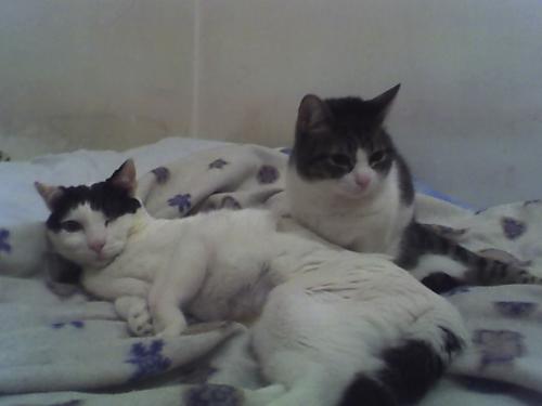 Perche Il Gatto Dorme Sulla Mia Pancia