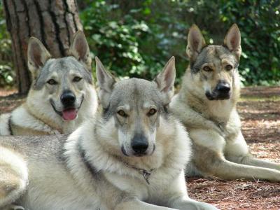 Conoscete Il Cane Lupo Di Saarloos Clinicaveterinariaorg Forum