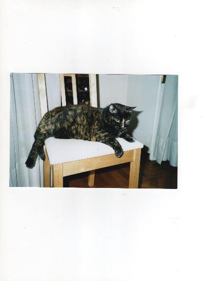 Insufficienza Renale Cronica Gatto