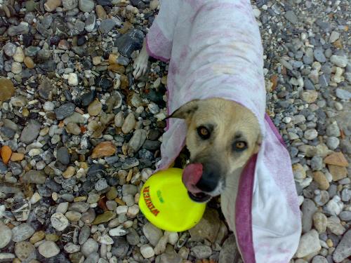 Meg ,cane da Spiaggia!