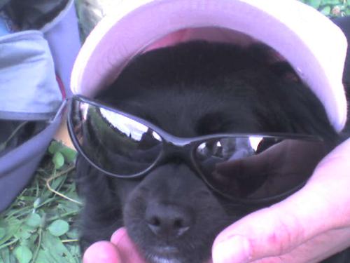 La mia cucciola si ripara dal sole con occhiali e cappello!