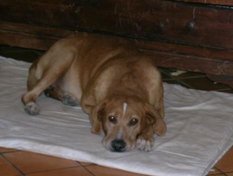 Ernesto, il cane più dolce del mondo...