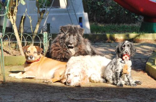 Ecco le mie magnifiche cagnolone: da sinistra, Sissy (la bionda), Bella (la nera), Ruby(la bianca), Emy (la... terremota!)