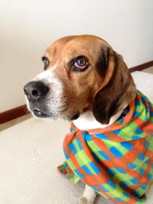 Vi presento il mio bellissimo beagle avvolto nella sua copertina.
