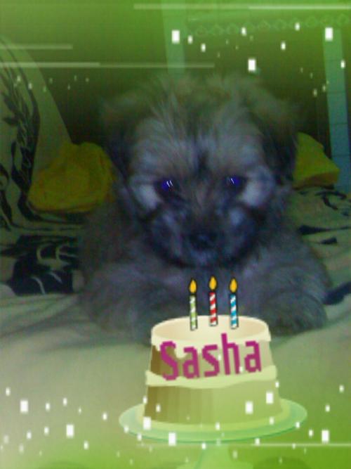 sasha oggi festeggia ilcompleanno..... Auguri