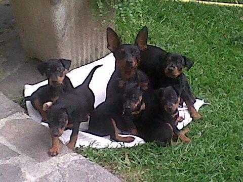 la piccola chanel, con i suoi 5 cuccioli........