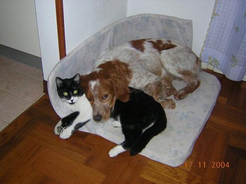 Rudy & febo - Cane+Gatto!!