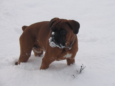 Figaro gioca sulla neve 