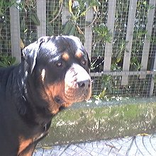 Leon, razza rottweiler anni 4, bellissimo, magnifico, affettuosissimo!