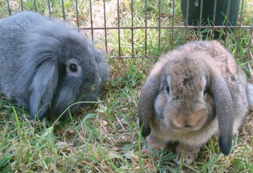 Ecco Niglia e Niglio...i nostri due coniglietti!!!