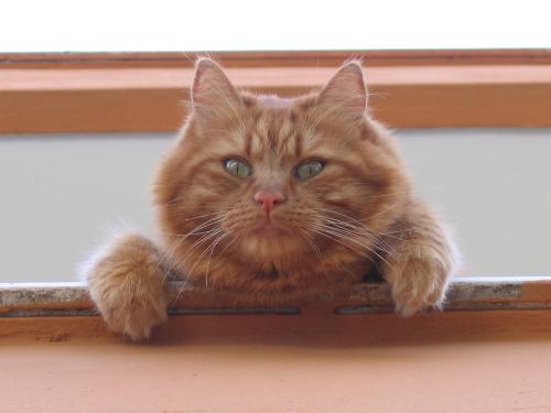 Jerry al balcone