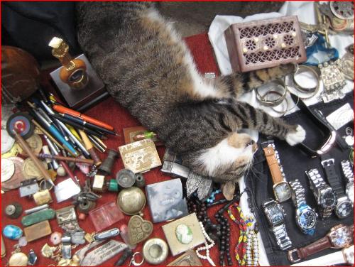 Sacri gatti turchi indisturbati