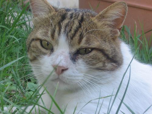 Salve ^.^ Vi presento il mio Pippone. E' un gatto fantastico ha 13 anni ma è ancora pieno di tanta vitalità. Ehh.... si. E' proprio bello >.<!!!