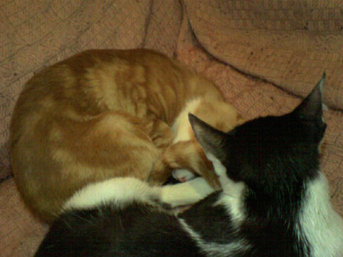 Felix & Chicca che dormono sul divano