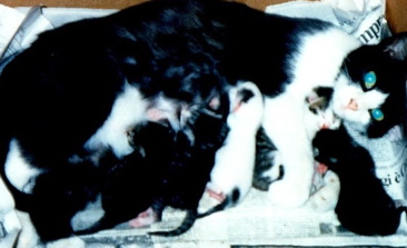 Nera il giorno dopo aver partorito i suoi 5 cucciolini: Indy, Piccola, Tigre, Pedalino e Musetta.
