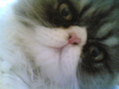 Uno dei miei gatti persiani.... Si chiama My little narcisus, ma pi comunemente lo chiamiamo Tato....