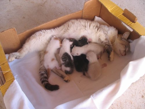 Aski ha partorito 4 bei gattini e ha adottato 2 trovatelli