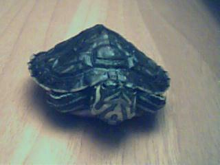Ecco Ugo, la mia tartaruga, in posa sulla scrivania!