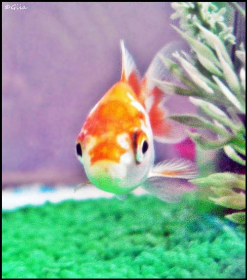 Ecco 3 foto del mio piccolo pesce rosso che mi da un sacco di soddisfazioni!:)