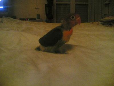 il mio piccolo tesoro pepe un pappagallino inseparabile di 30 gg 