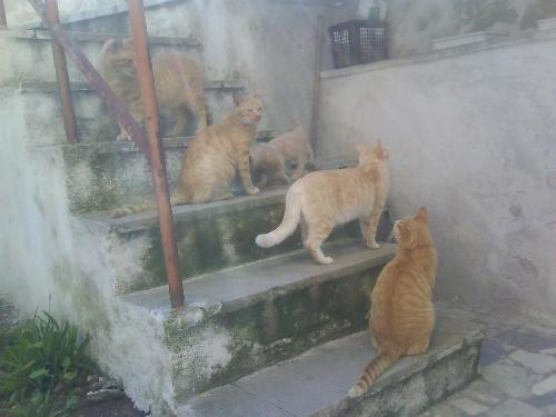 scalinata di gatti