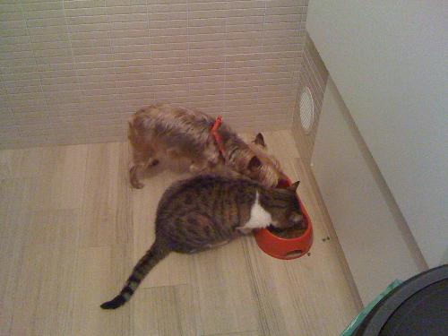 di solito fanno la fila per mangiare, ma in quel momento una aveva fame e l'altra aveva sete!
I PROTAGONISTI:
Minnie (gatta)
Magghie (cane)
;)