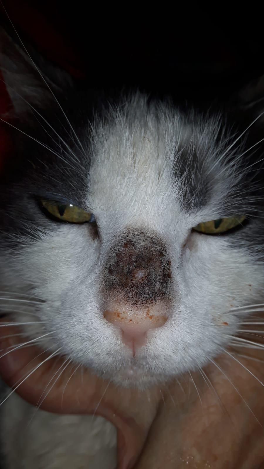 Macchia nera naso chicco