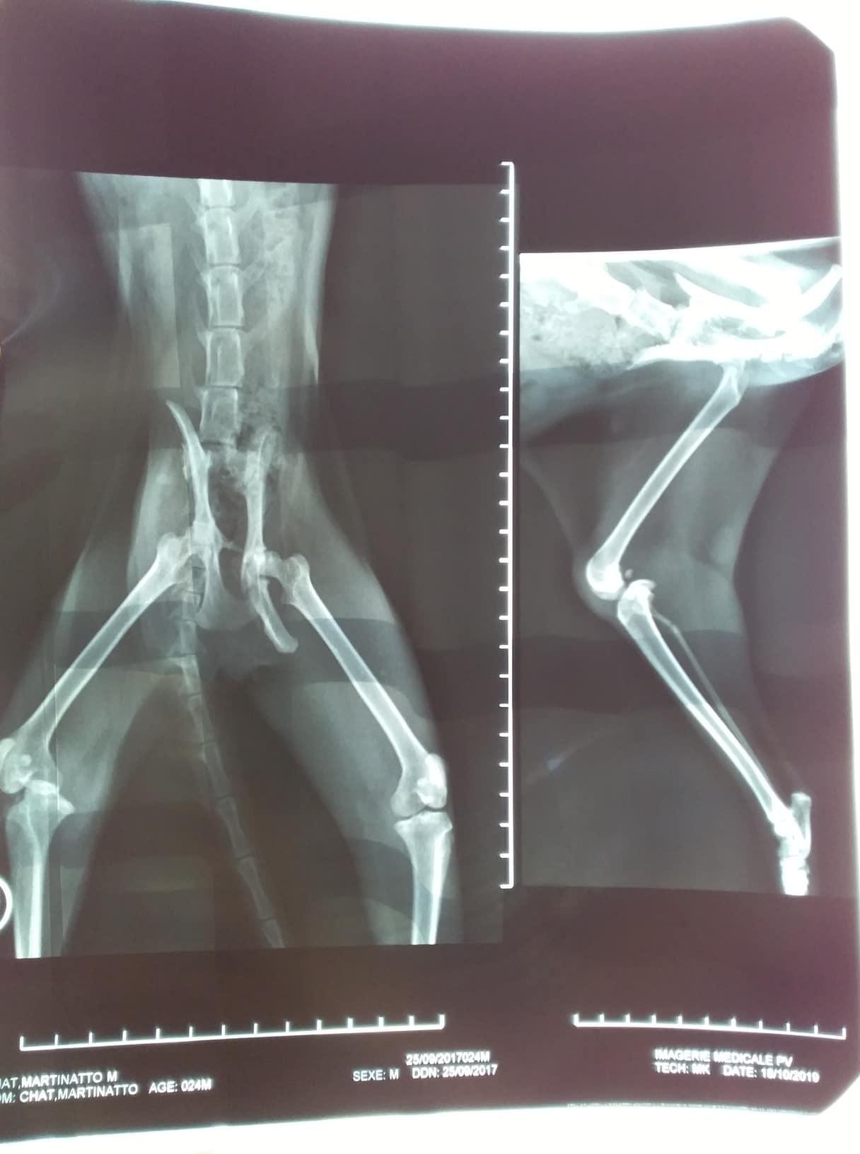 Radiografia Penelope