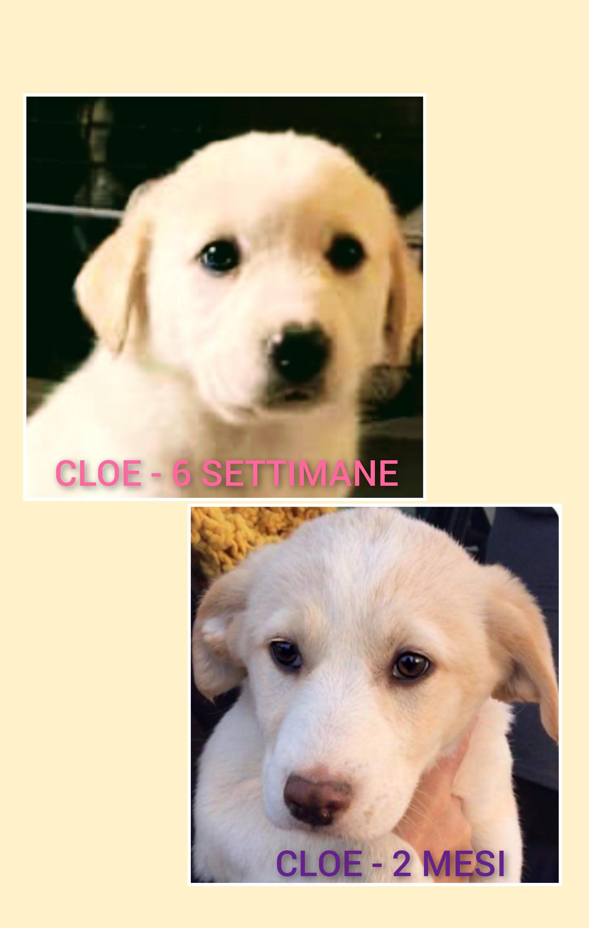 Cloe